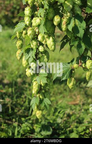 Hopfenanbau auf der Blase vor der Bourne Park Lane, Bishopsbourne, Canterbury, Kent, England, Vereinigtes Königreich Stockfoto