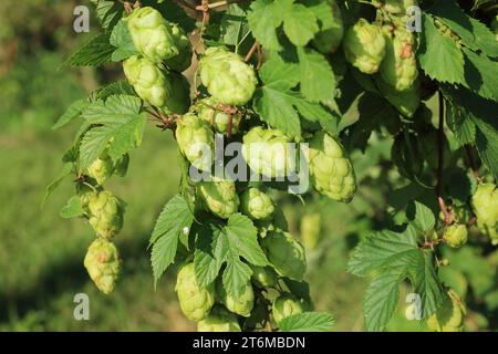 Hopfenanbau auf der Blase vor der Bourne Park Lane, Bishopsbourne, Canterbury, Kent, England, Vereinigtes Königreich Stockfoto