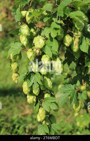 Hopfenanbau auf der Blase vor der Bourne Park Lane, Bishopsbourne, Canterbury, Kent, England, Vereinigtes Königreich Stockfoto