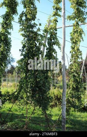 Hopfenanbau auf der Blase vor der Bourne Park Lane, Bishopsbourne, Canterbury, Kent, England, Vereinigtes Königreich Stockfoto