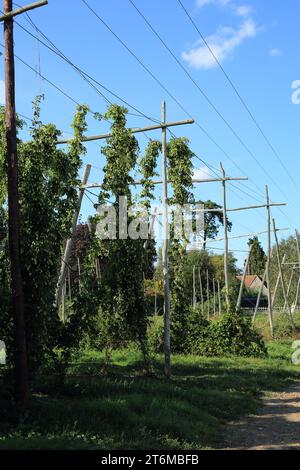 Hopfenanbau in einem Feld vor der Bourne Park Lane, Bishopsbourne, Canterbury, Kent, England, Vereinigtes Königreich Stockfoto