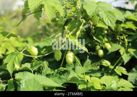 Wilder Hopfen wächst in einer Hecke entlang der Bourne Park Lane, Bishopsbourne, Canterbury, Kent, England, Vereinigtes Königreich Stockfoto