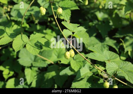 Wilder Hopfen wächst in einer Hecke entlang der Bourne Park Lane, Bishopsbourne, Canterbury, Kent, England, Vereinigtes Königreich Stockfoto