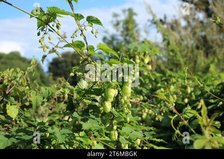 Wilder Hopfen wächst in einer Hecke entlang der Bourne Park Lane, Bishopsbourne, Canterbury, Kent, England, Vereinigtes Königreich Stockfoto