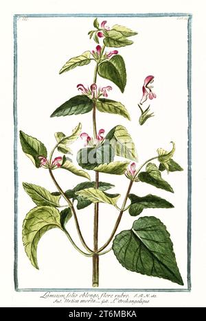 Alte Illustration von Lamium purpureum (Rote Totnessel). Von G. Bonelli über Hortus Romanus, publ. N. Martelli, Rom, 1772–93 Stockfoto