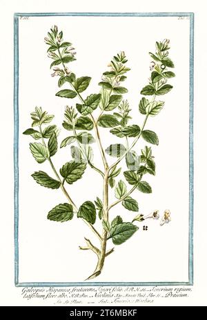 Alte Illustration des Galeopsis-Tetrahit (Common Hanfnessel). Von G. Bonelli über Hortus Romanus, publ. N. Martelli, Rom, 1772–93 Stockfoto