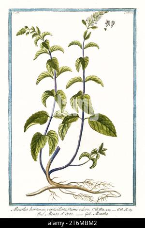 Alte Illustration von Mentha piperita (Pfefferminze). Von G. Bonelli über Hortus Romanus, publ. N. Martelli, Rom, 1772–93 Stockfoto
