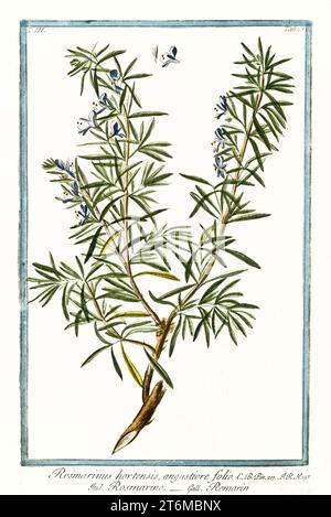 Alte Illustration des Rosmarinus officinalis (Rosmarin). Von G. Bonelli über Hortus Romanus, publ. N. Martelli, Rom, 1772–93 Stockfoto