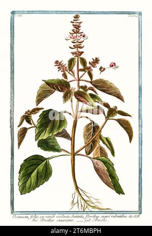 Alte Illustration von Ocimum basilicum (Basilikum). Von G. Bonelli über Hortus Romanus, publ. N. Martelli, Rom, 1772–93 Stockfoto