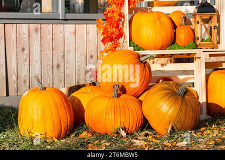 Ein großer Kürbis liegt auf dem Gras in der Haustür. Kürbisfest. Halloween Kürbis. Kürbisernte Stockfoto