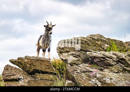 Wilde Ziege im Valley of Rocks, Lynton, Nord-Devon, Großbritannien. Stockfoto