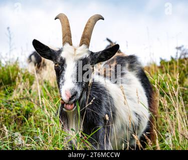 Wilde Ziege im Valley of Rocks, Lynton, Nord-Devon, Großbritannien. Stockfoto