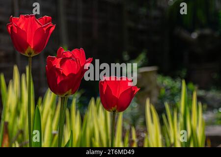 Rote Tulpen blühen im Frühling im Garten mit heimischem Hintergrund. Stockfoto