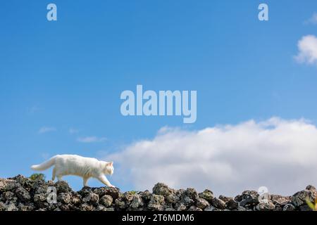 Süße weiße Katze, draußen in der Natur. Stockfoto