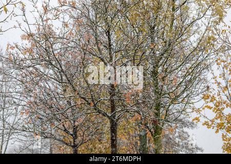 231111Schnee News ID: EN 2023-11-11 Schneefälle sorgen für Glättegefahr Selbst in niedergelegenen Regionen des Erzgebirges, Schneefälle Zwönitz. Ein kleines Randtief hat am Samstagmittag den ersten richtigen Schnee in das Erzgebirge gebracht. Gegen 11 Uhr gesetzt im Vogtland und im Erzgebirge dichtes Schneetreiben ein. Dazu erreichten die Temperaturen nur knapp den Gefrierpunkt. In vielen Regionen im Erzgebirge sorgten reichten die Schneefälle für eine kleine Schneedecke. Angezuckert zeigt sich dabei Hausdächer, Autos und Wiesen. Vor allem im oberen Erzgebirge sollte man derzeit mit glatten Stockfoto