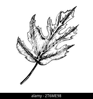 Handgezeichnete Abbildung mit schwarzer und weißer Tinte. Feigenblatt für die Kombination mit fid-Früchten bei allen Konstruktionsarbeiten. Vektorabbildung Stockfoto