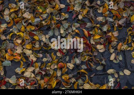 Bunte Herbstblätter auf Kopfsteinpflaster Stockfoto