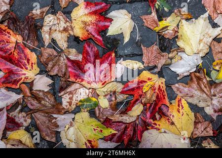 Bunte Herbstblätter auf Kopfsteinpflaster Stockfoto