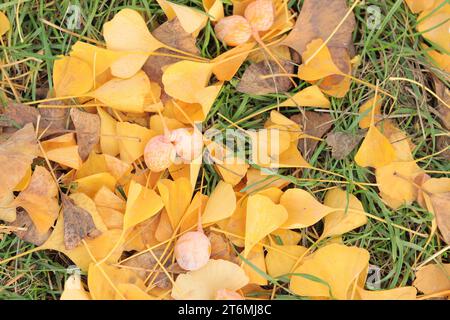 Nahaufnahme von Gingoblättern, die zu Boden gefallen sind, selektiver Fokus. Gelbe Gingoblätter auf dem Gras, herbstlicher Hintergrund. Saisonwechsel Stockfoto