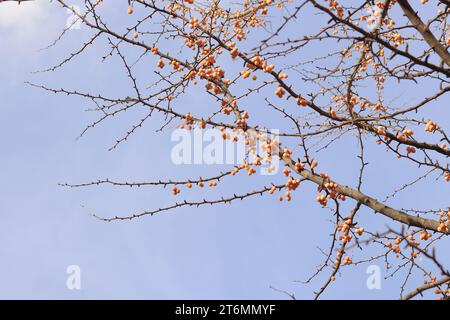 Ginkgobaum im Herbst. Orangenfrüchte auf Ästen gegen den Himmel. Jahreszeitliche Veränderungen in der Natur. Reife Ginkgo-Früchte Stockfoto