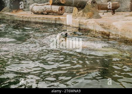 Weißbär schwimmt im prager Zoo. Naturkonzept. Wunderschöne Tierwelt. Stockfoto