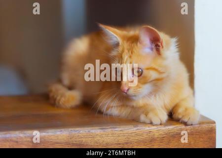 Porträt eines liegenden verspielten Ingwerkatzen-Kitten auf der Treppe, drinnen Stockfoto