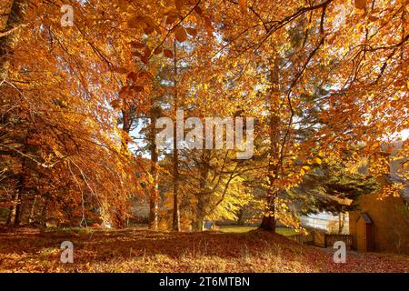 Balmoral Estates Crathie Scotland Herbstsonne auf den farbenfrohen Buchen- und Lärchenbäumen im Burggarten Stockfoto