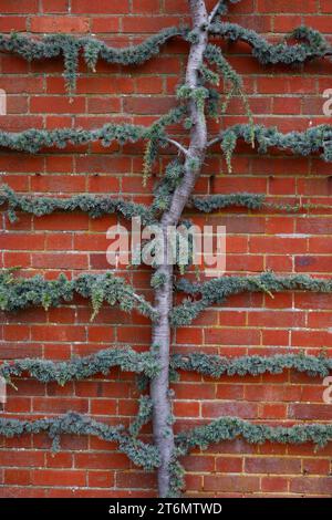 Nahaufnahme des Espalier gewachsenen immergrünen Gartenbaums Cedrus atlantica glauca pendula, gesehen an einer Ziegelmauer. Stockfoto