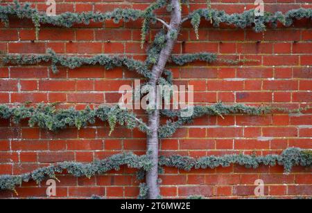 Nahaufnahme des Espalier gewachsenen immergrünen Gartenbaums Cedrus atlantica glauca pendula, gesehen an einer Ziegelmauer. Stockfoto