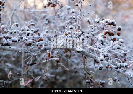 Raureif auf Ästen, frostiger Morgen, märchenhafte Landschaftzweige Stockfoto