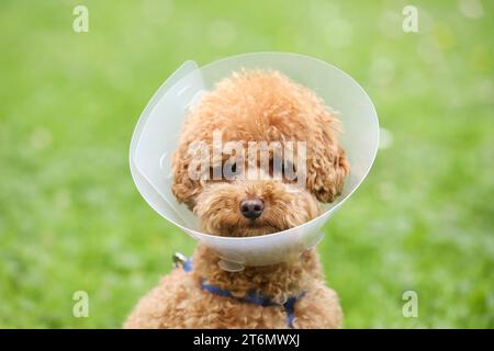 Süßer Maltipoo-Hund mit elisabethanischem Kragen draußen, Nahaufnahme Stockfoto