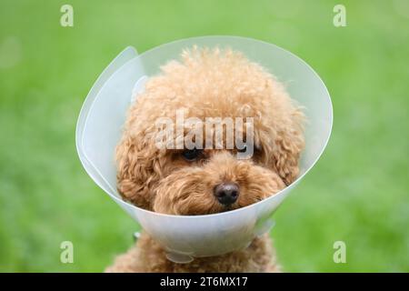 Süßer Maltipoo-Hund mit elisabethanischem Kragen draußen, Nahaufnahme Stockfoto