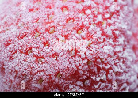 Textur der Erdbeere mit Raureif als Hintergrund, Makroansicht. Gefrorene Beere Stockfoto