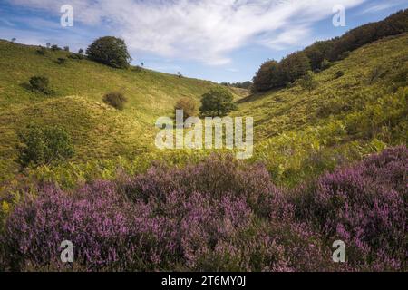 Heather Blooming bei Rebild Bakker in Dänemark Stockfoto