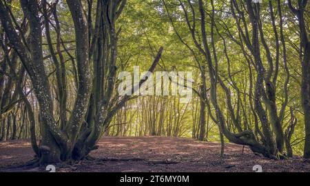 Schöner Wald im Rebild Bakker Area in Jütland, Dänemark Stockfoto