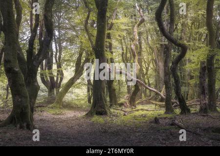 Schöner Wald im Rebild Bakker Area in Jütland, Dänemark Stockfoto