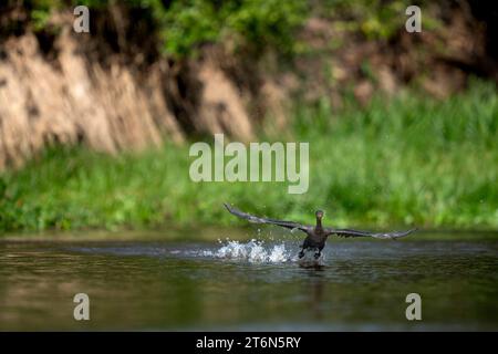 Neotrope Kormoranfischerei im Fluss im tropischen Pantanal (CTK Photo/Ondrej Zaruba) Stockfoto