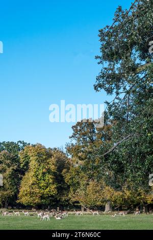 Damhirsch, Dama Dama, im Hirschpark in Holkham Hall, Norfolk. Stockfoto