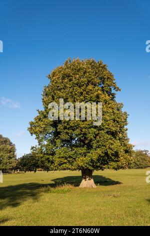 Eine englische Eiche, Quercus robur, im Hirschpark bei Holkham im Norden Norfolk. Stockfoto