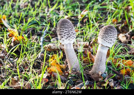Ein Paar Sonnenschirmpilze, Macrolepiota procera, Norfolk. Stockfoto