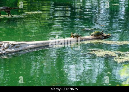Zwei südländische Schildkröten ruhen auf einem Baumstamm, während ein verschwommener Alligator im Hintergrund im Audubon Park Lake, New Orleans, Louisiana, USA, lauert Stockfoto