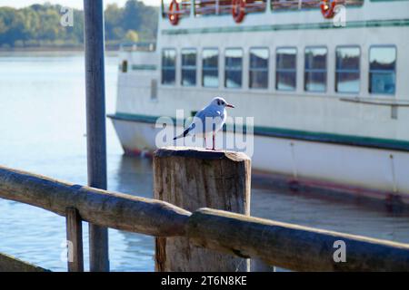 Eine Möwe sitzt auf einem Holzpfosten mit einem Schiff im Hintergrund am Hafen der Stadt Prien am Chiemsee, Bayern (Deutschland) Stockfoto