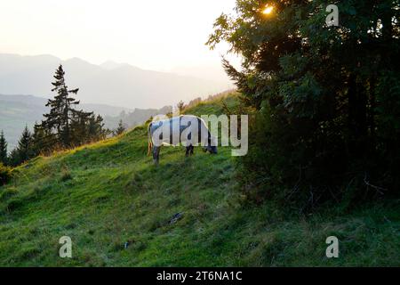 alpenlandschaft mit einer alpinen Kuh, die in den bayerischen Alpen in Bad Hindelang, Allgäuer, Bayern, Deutschland, an einem sonnigen Septembertag weidet Stockfoto