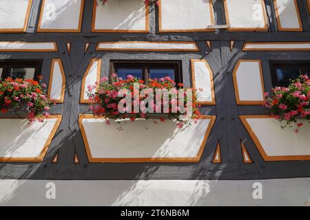 Schönes traditionelles deutsches historisches Fachwerkhaus mit sonnendurchfluteten roten Geranien auf der Fensterbank (Ulm, Deutschland) Stockfoto