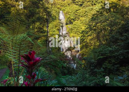 Wasserfall und exotische Pflanzen in den Tropen. Wasserfall im tropischen Regenwald. Stockfoto