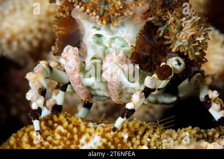 Nahaufnahme einer Dekoratorkrabbe (Cyclocoeloma tuberculata) auf einer Koralle. Misool, Raja Ampat, West Papua, Indonesien Stockfoto