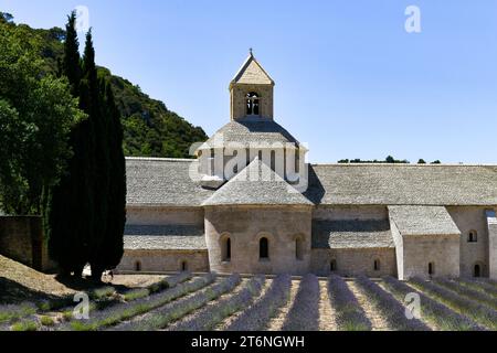 Zisterzienserabtei Senanque mit Lavendelfeld, in Gordes, Vaucluse, Provence, Provence-Alpes-Cote d'Azur, Frankreich Stockfoto