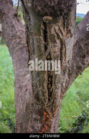 Schnecken in einem Apfelbaum in meinem Obstgarten Stockfoto