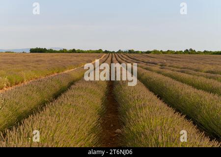 Lavendelfeld entlang des Plateau de Valensole, Brunet, Alpes-de-Haute-Provence, Frankreich, Europa. Stockfoto