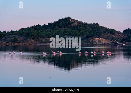 série de photos prises en fin de journée à l'automne à Peyrac (Aude) et au bord de l'étang avec des Flamands Roses Stockfoto